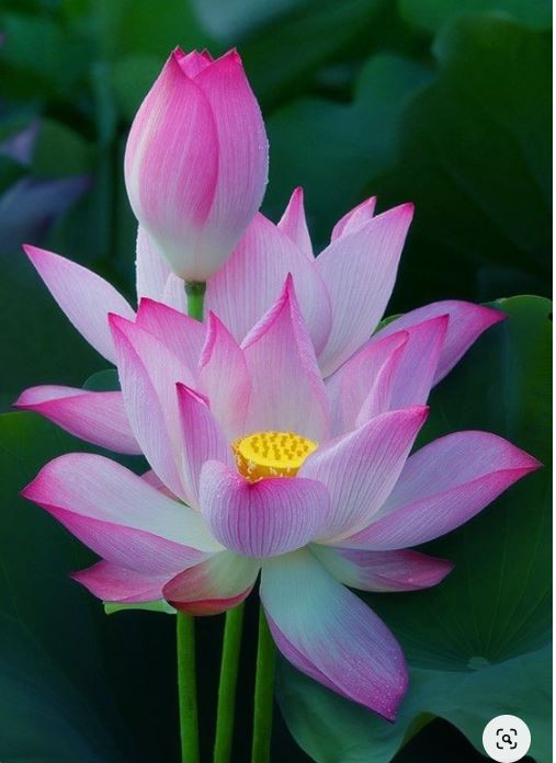 lotus inspiration myembriderypassions blog free tutorial